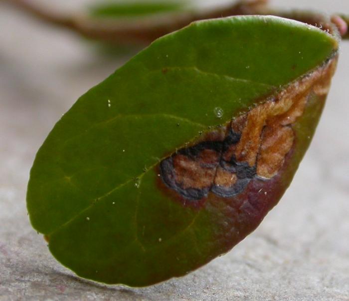 Rhopobota ustomaculana (Curtis, 1831) Werkgroep Bladmineerders
